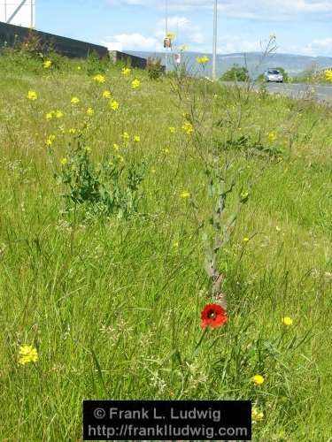 Strandhill Road